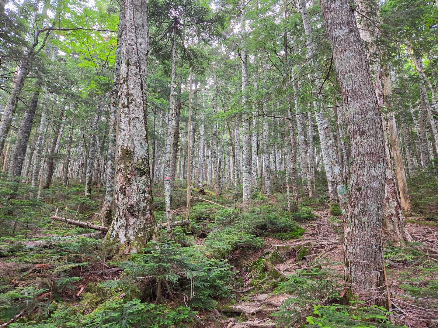 まずは栗沢山を目指して苔むす樹林帯を登っていきます☝️

のっけから急登も、登山道はとても整備されていて歩きやすかったです