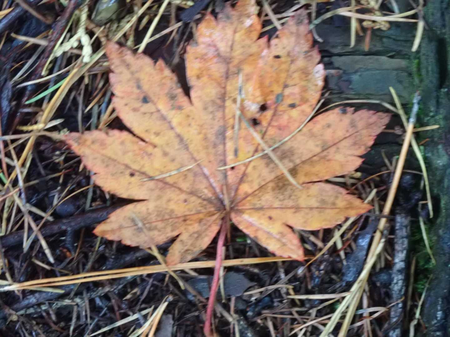 秋を見つけた🎵