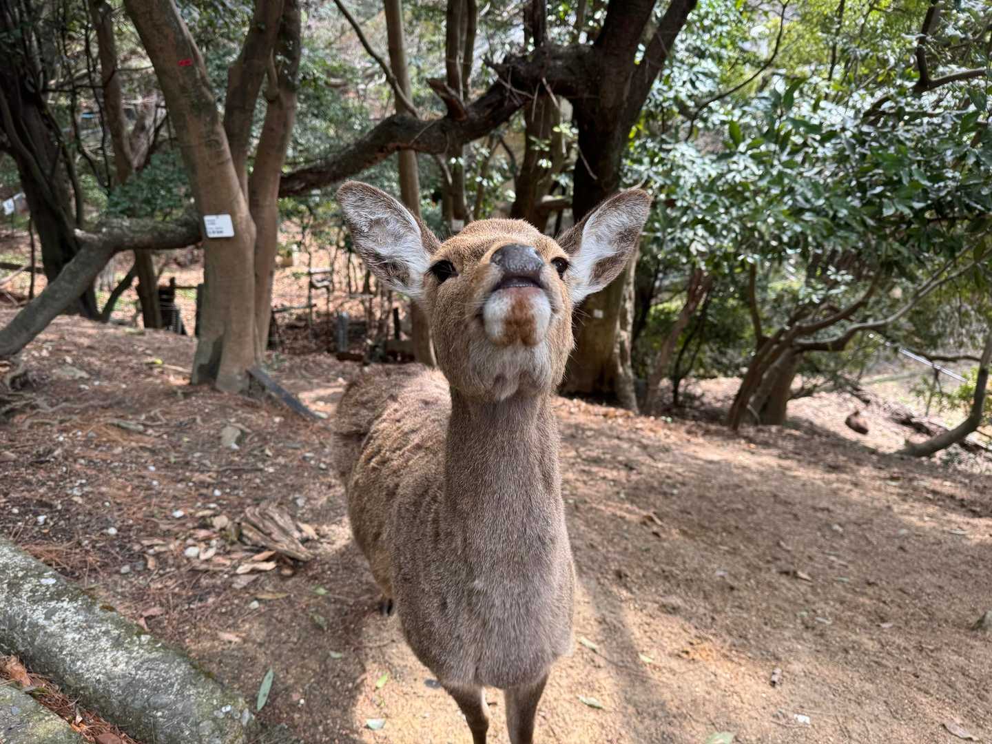 駒ヶ林-弥山 往復コースの地図・登山ルート・登山口情報 | YAMAP