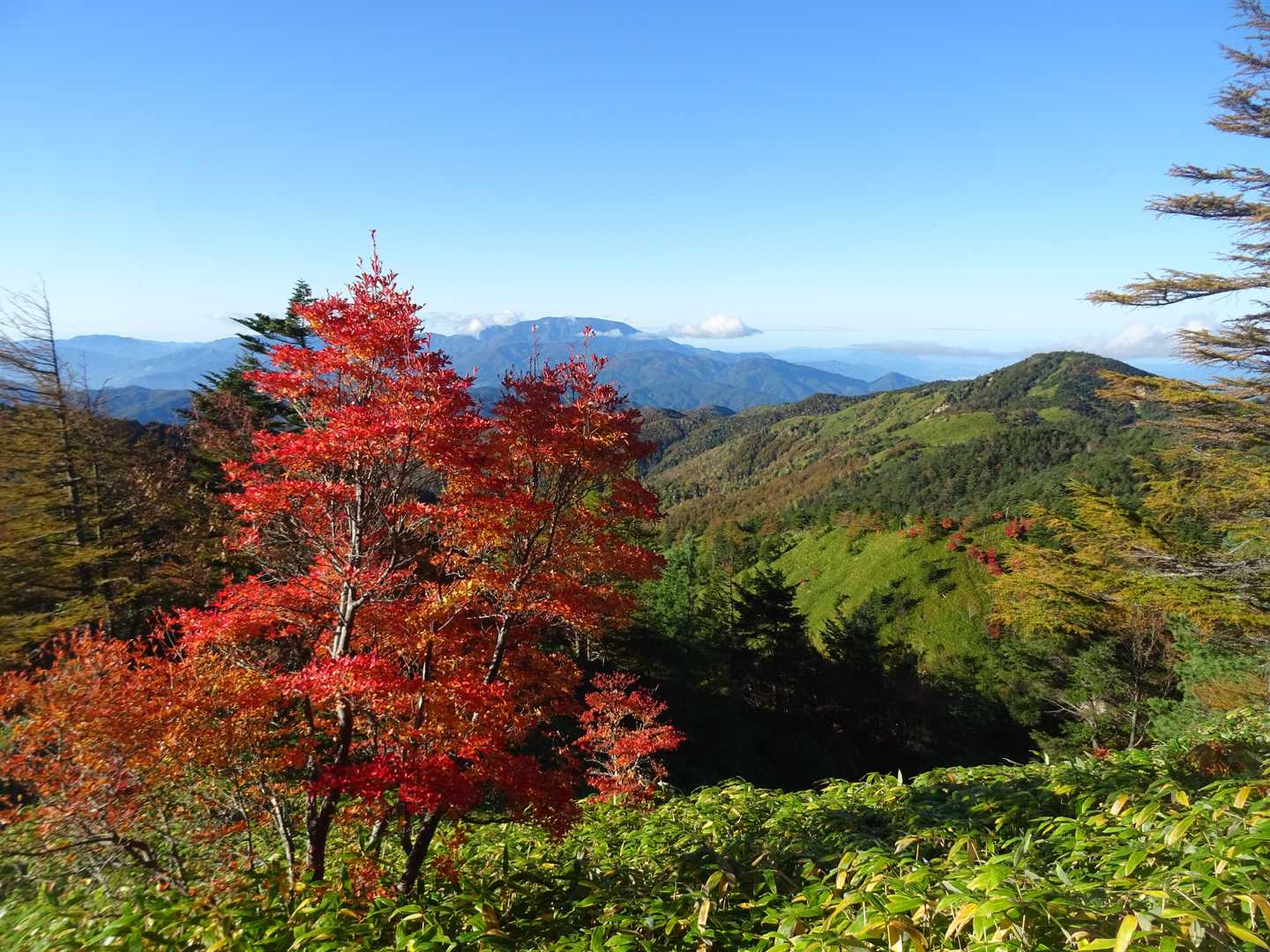 摺古木山-白ビソ山-安平路山 往復コースの写真