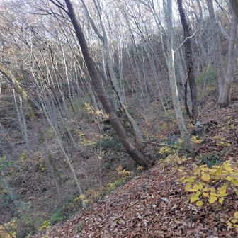 腰痛を気遣いながら歩いて、写真は撮らずにマンサクの丘への登りに来ていた。