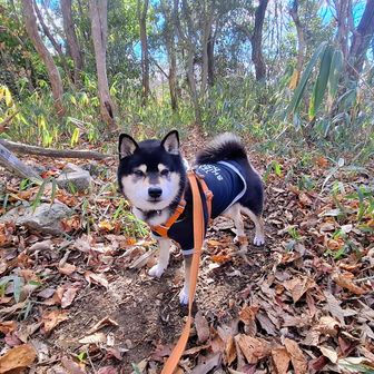
🐶戻って石楠花山 山頂に到着
👴ここも山銘板わからず