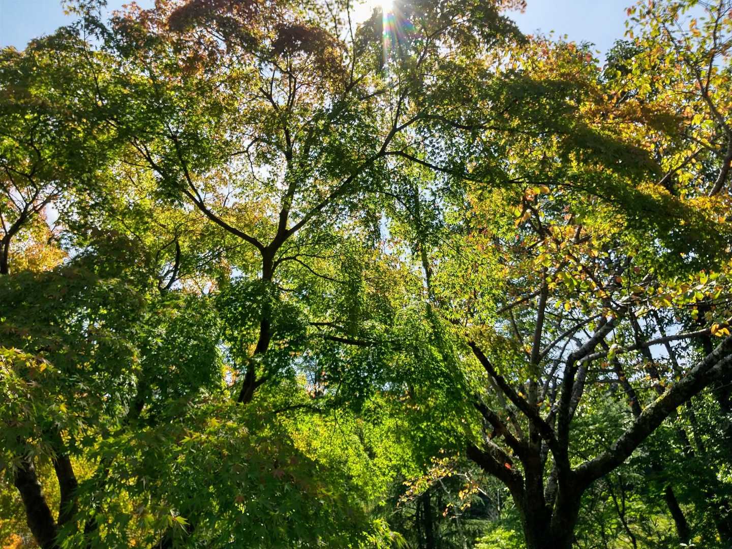 ほんの少しだけ色付いてるトコも🍁