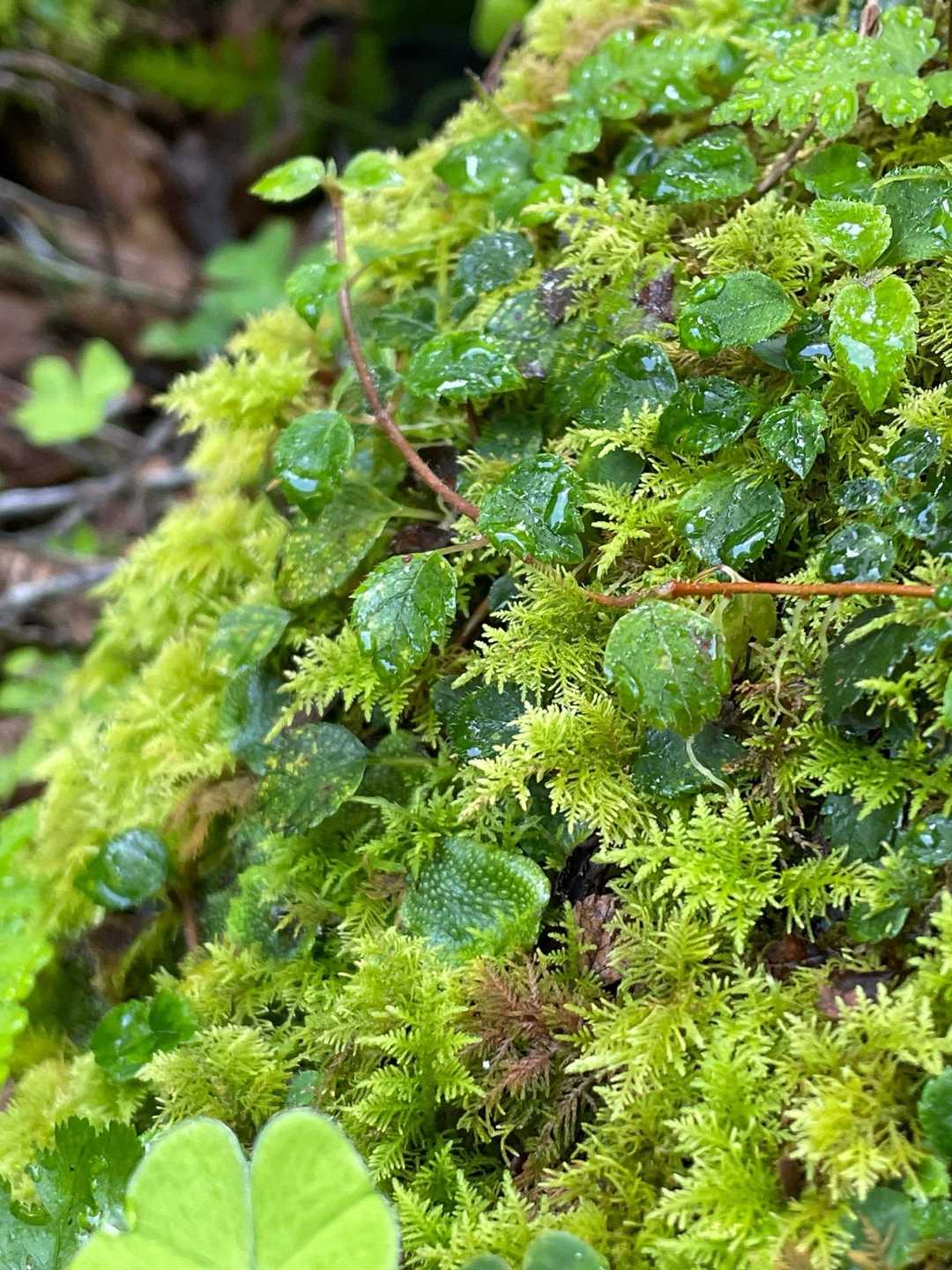 コケがとても綺麗🌿