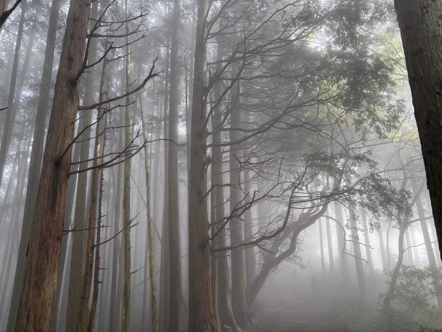 陣馬高原下バス停-陣馬新道登山口-陣馬山-南郷山-奈良子峠 縦走コースの写真