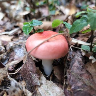 🍄‍🟫