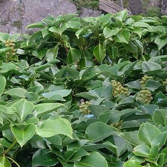 この木は何だろう？

キヅタのようです
とっこさん、ありがとうございます😊