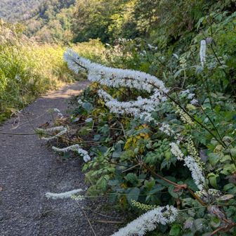 更科升麻（サラシナショウマ）