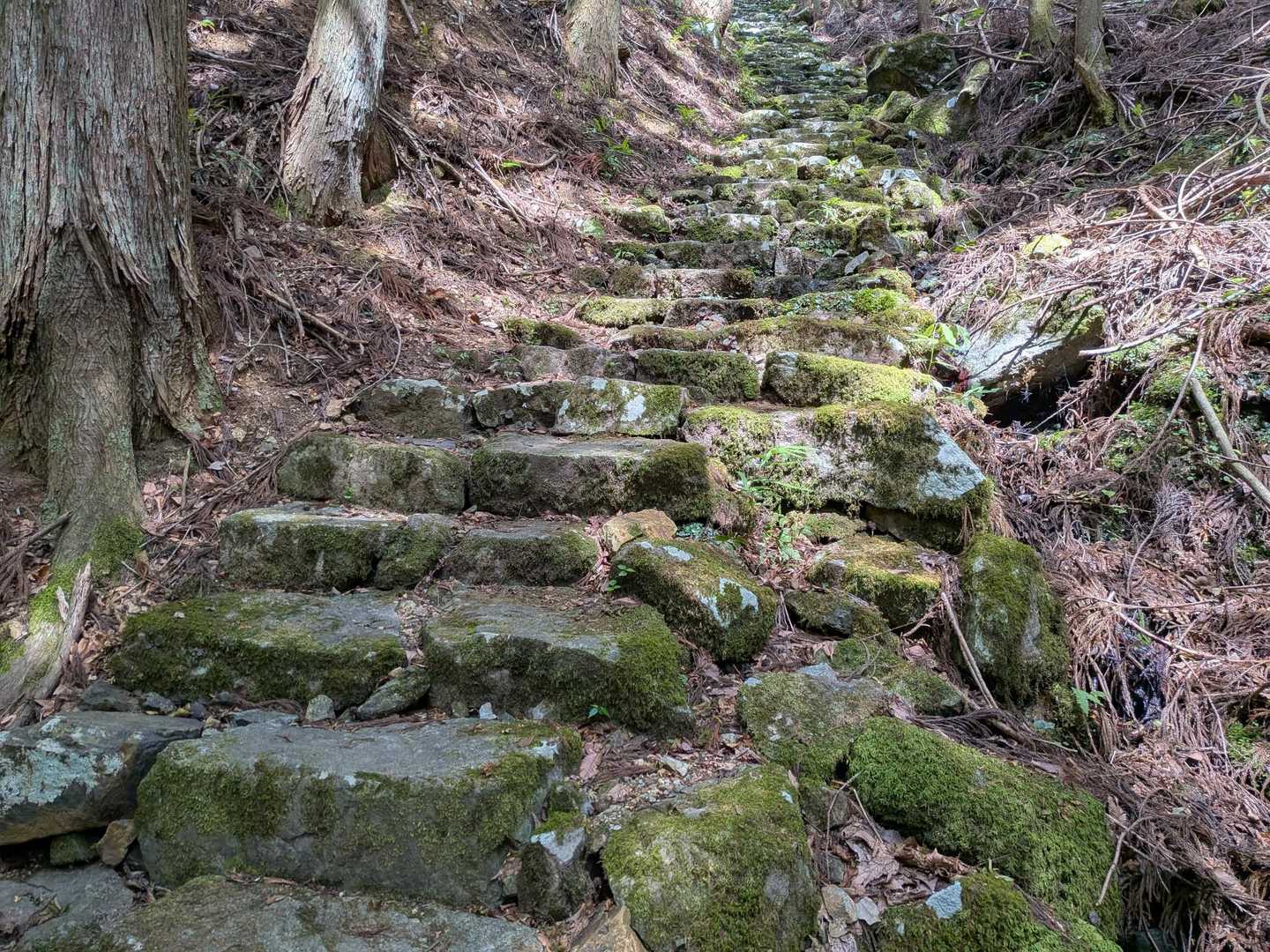 苔の階段✨️結構長い💧