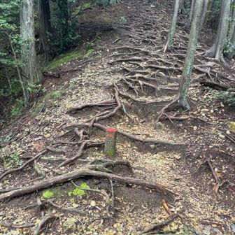 スカリ山から楽に下山できると思いきや、
滑る根っことザレの急な下り💦