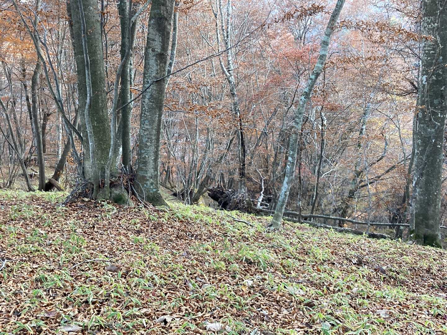 猪🐗に見えて少し焦る