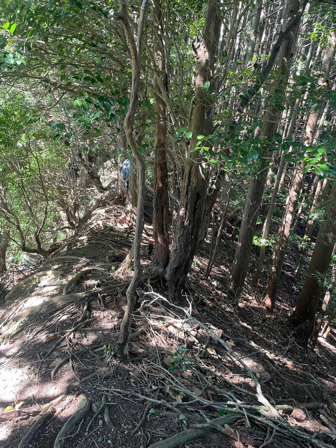 細尾根が続く