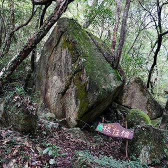 岩から檜が出てる!!