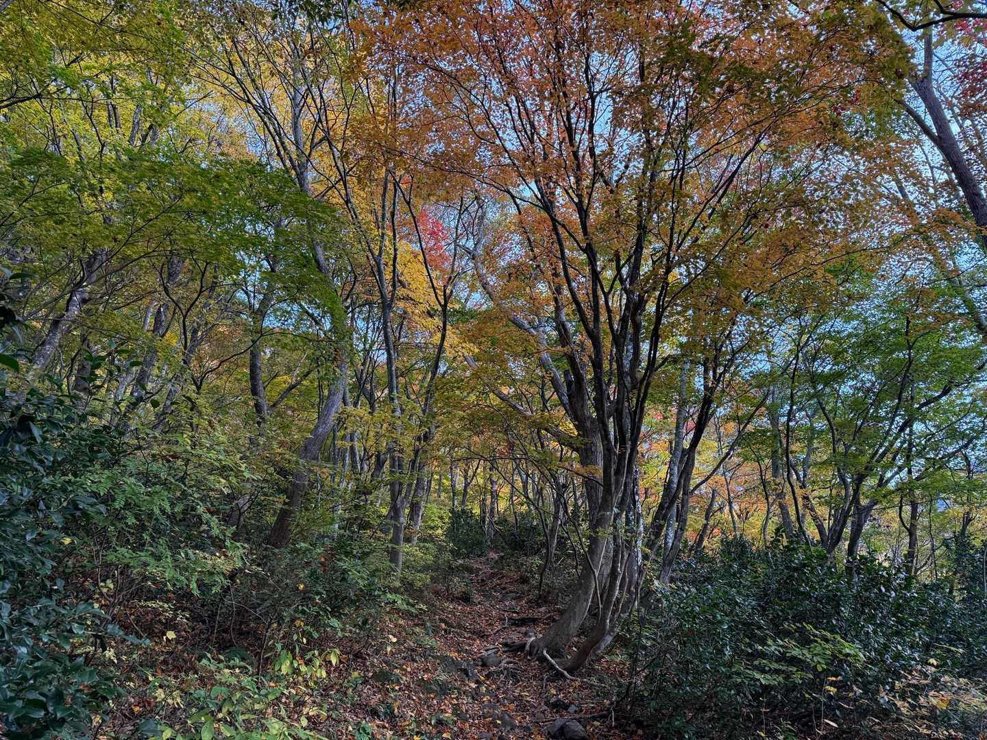 紅葉の木々を歩く