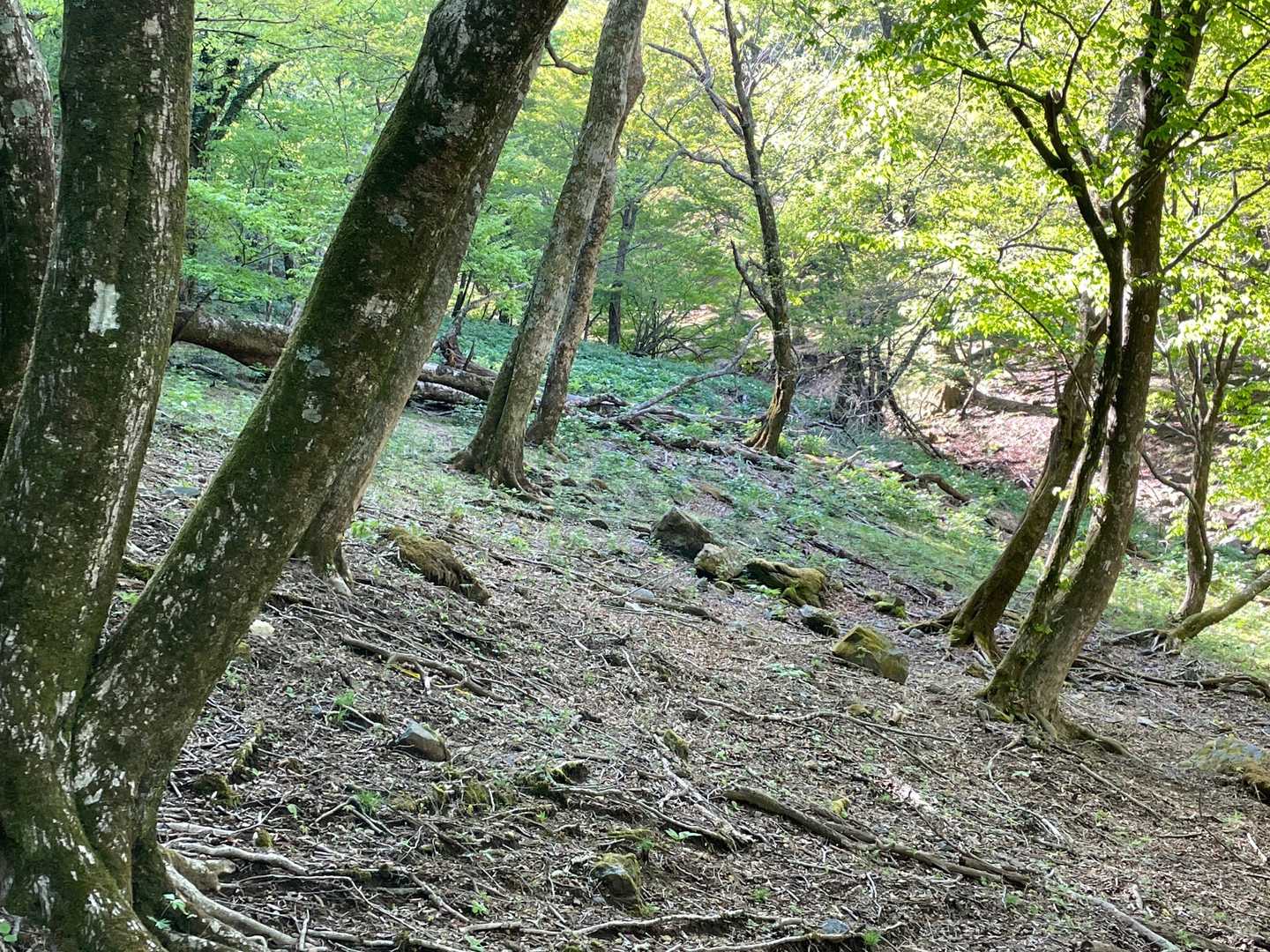 山芍薬の群生地にちょっと寄り道