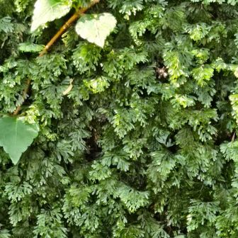 コケシノブは苔ではなくシダ植物