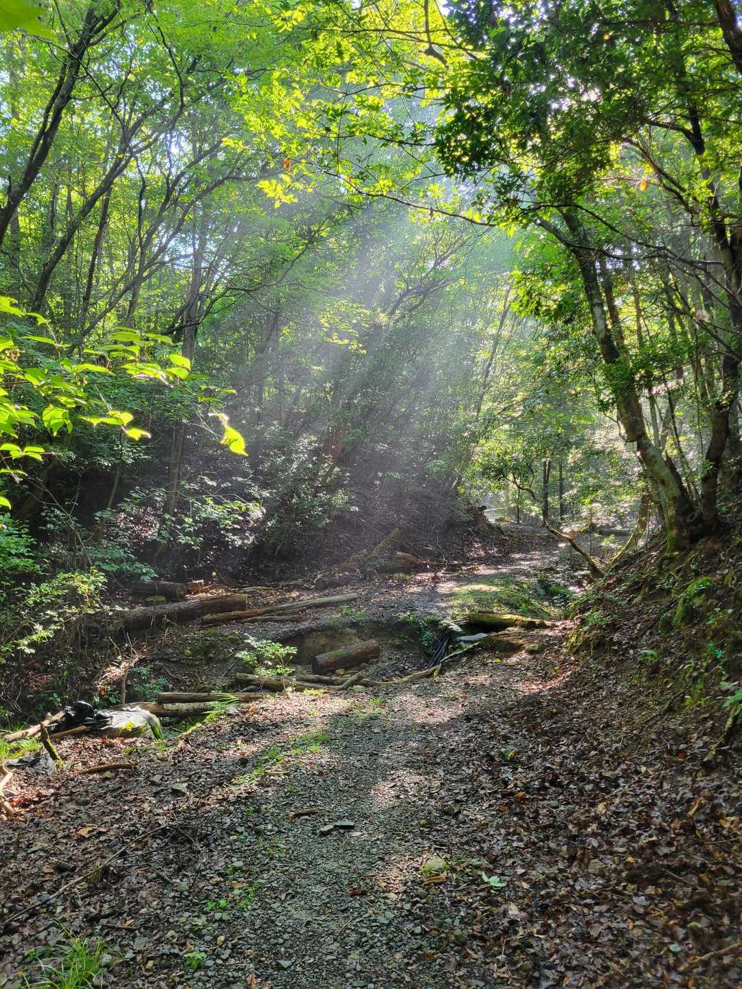 猿投山 往復コースの写真