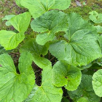 尾根にはマルバタケブキが。見た目美味しそうなんだけど毒があり、害獣の鹿でさえ食べない植物。自己責任でも絶対に食べないでね！