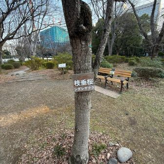 山頂には枝垂桜🌸
きっと春には素敵な花が咲くのでしょう😌