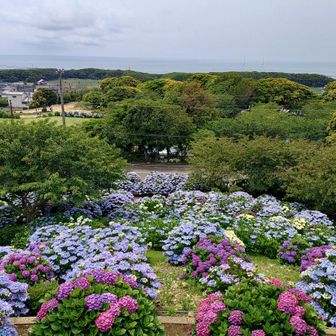 紫陽花と海