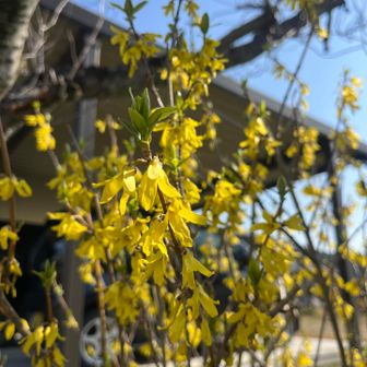 そこからは住宅街をポテポテ   