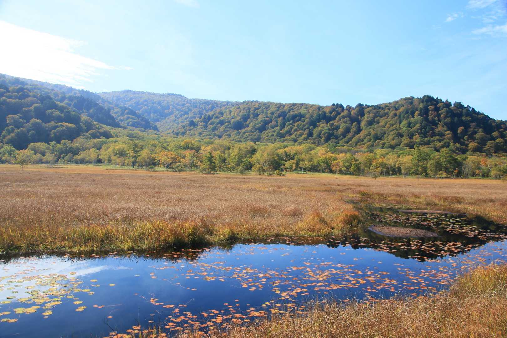 池塘に浮かぶヒツジグサの紅葉もみれました🍁✨