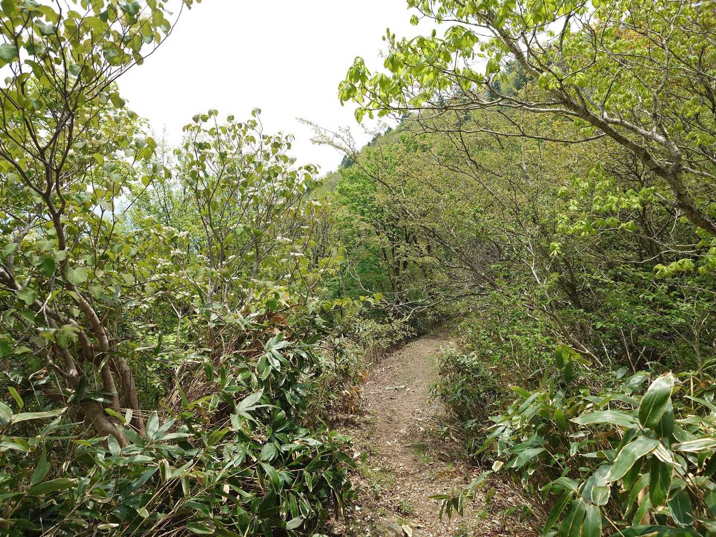 笠菅峠-泉山 往復コースの写真