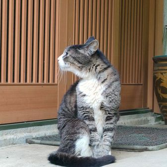 守り猫