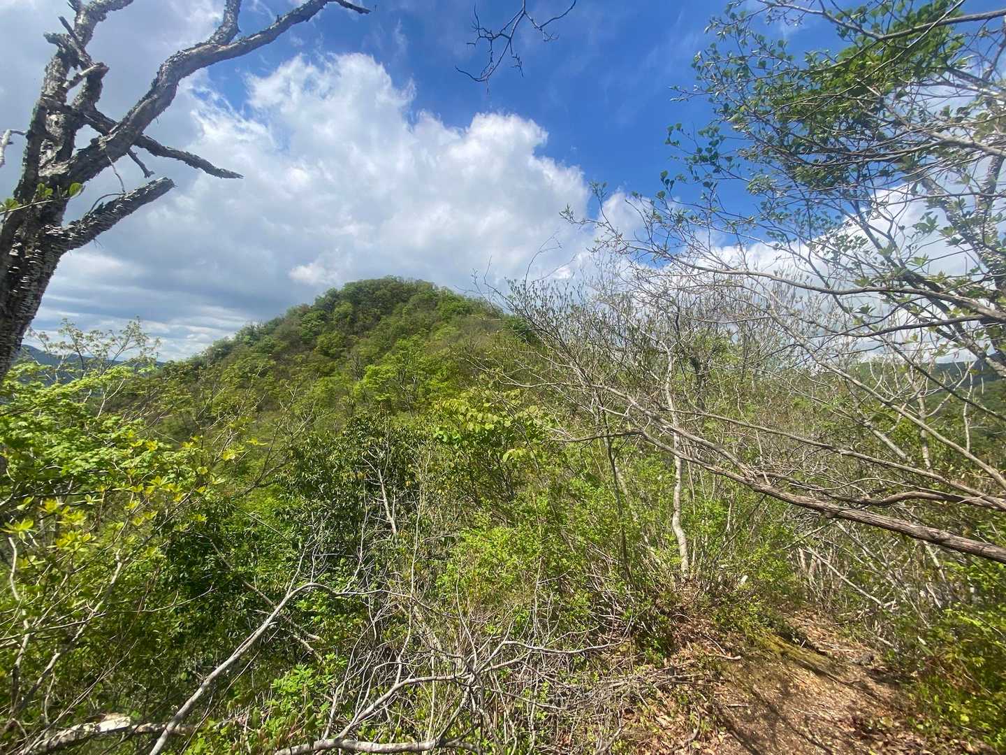 山頂⛰️見えた