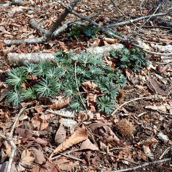 トリカブトの萌芽