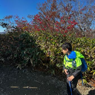 赤い実がキレイ