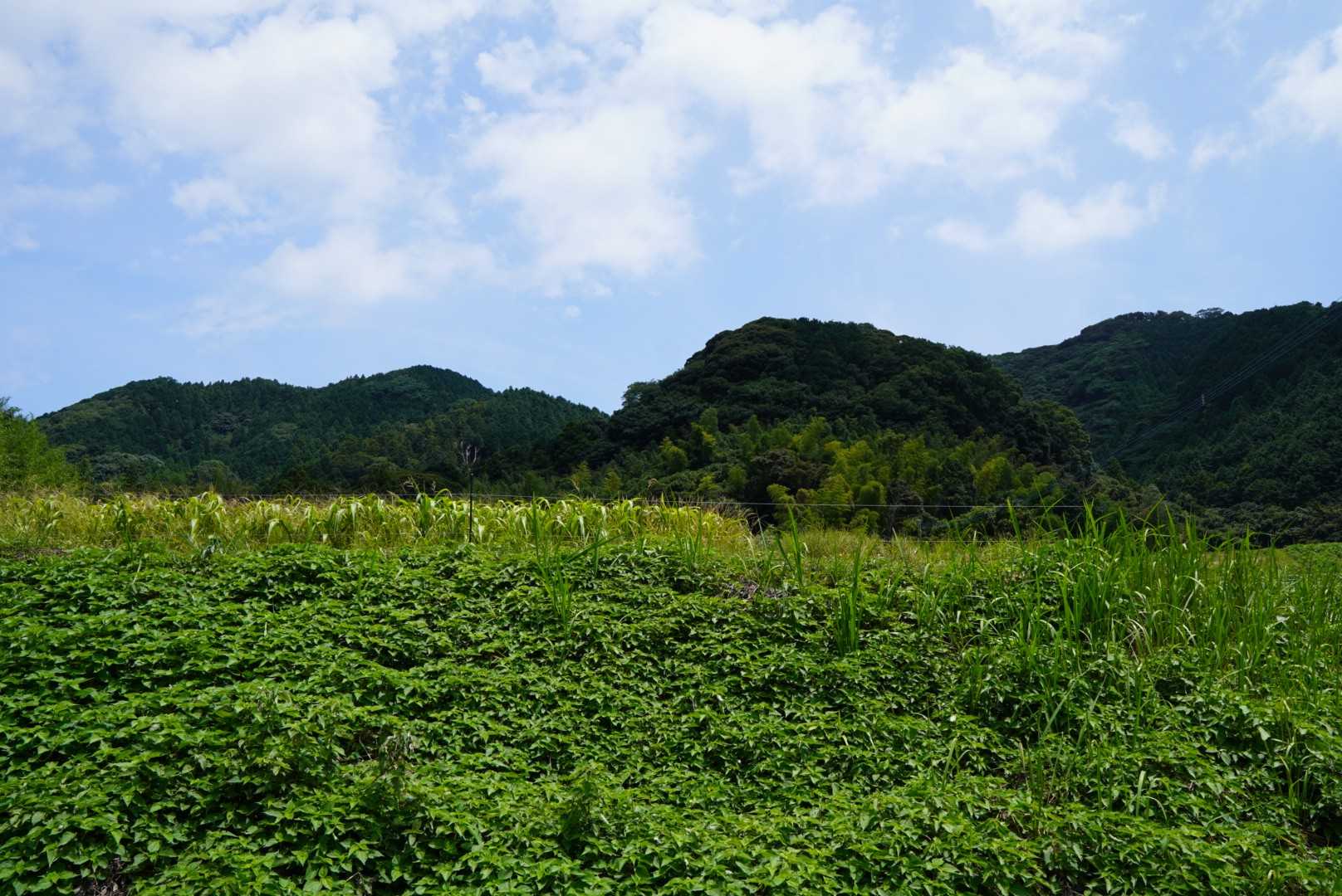 振り返って、柑子岳📸