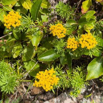 山頂にもイワインチンがたくさんいます🌼