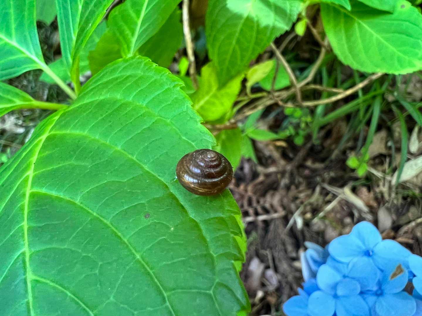 紫陽花の葉っぱに
🐌発見👀！