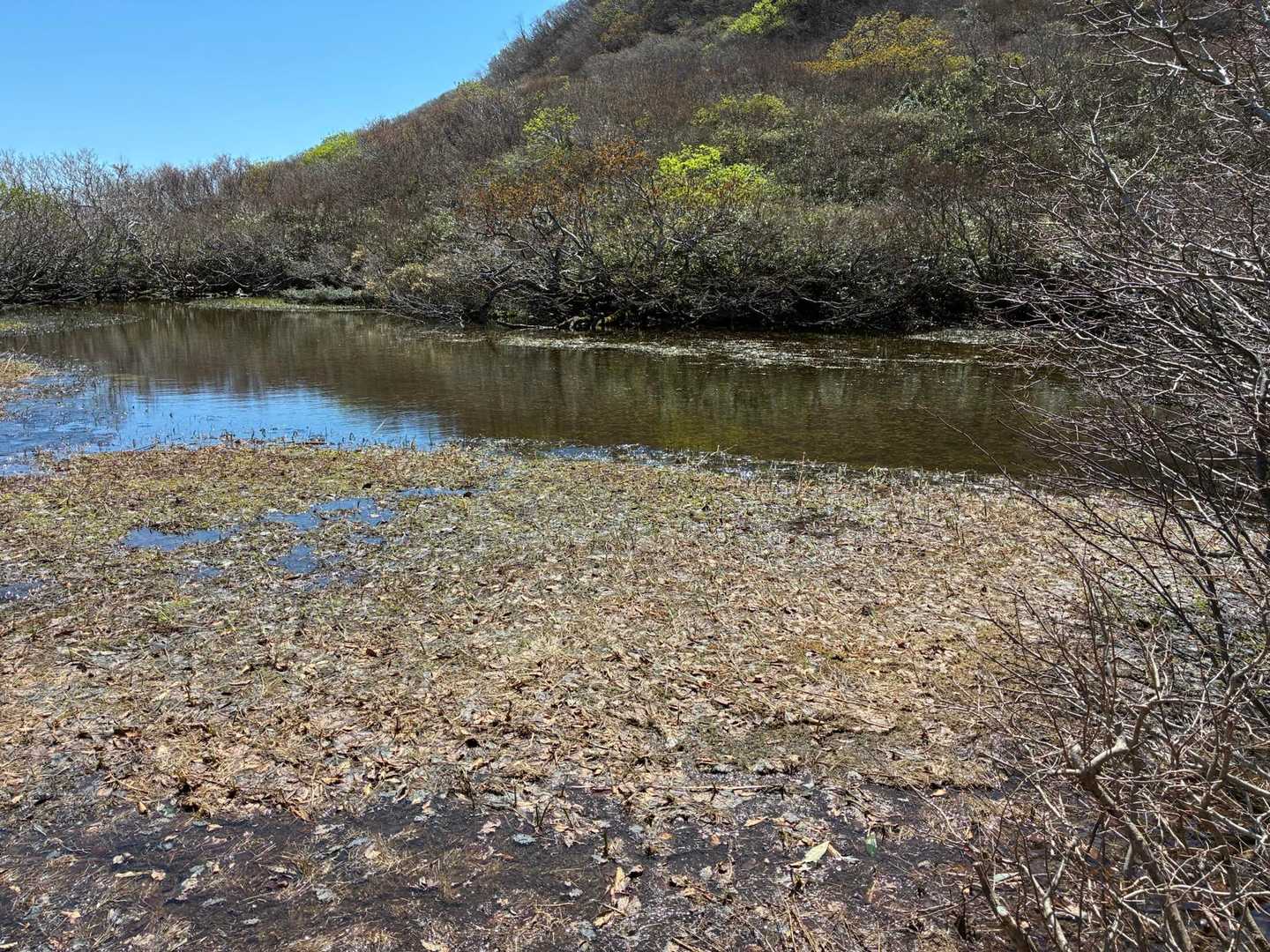 「あやめ池にございます」
「単なる水溜りじゃろ。水芭蕉もない」
「まあ、そうですが…😅」