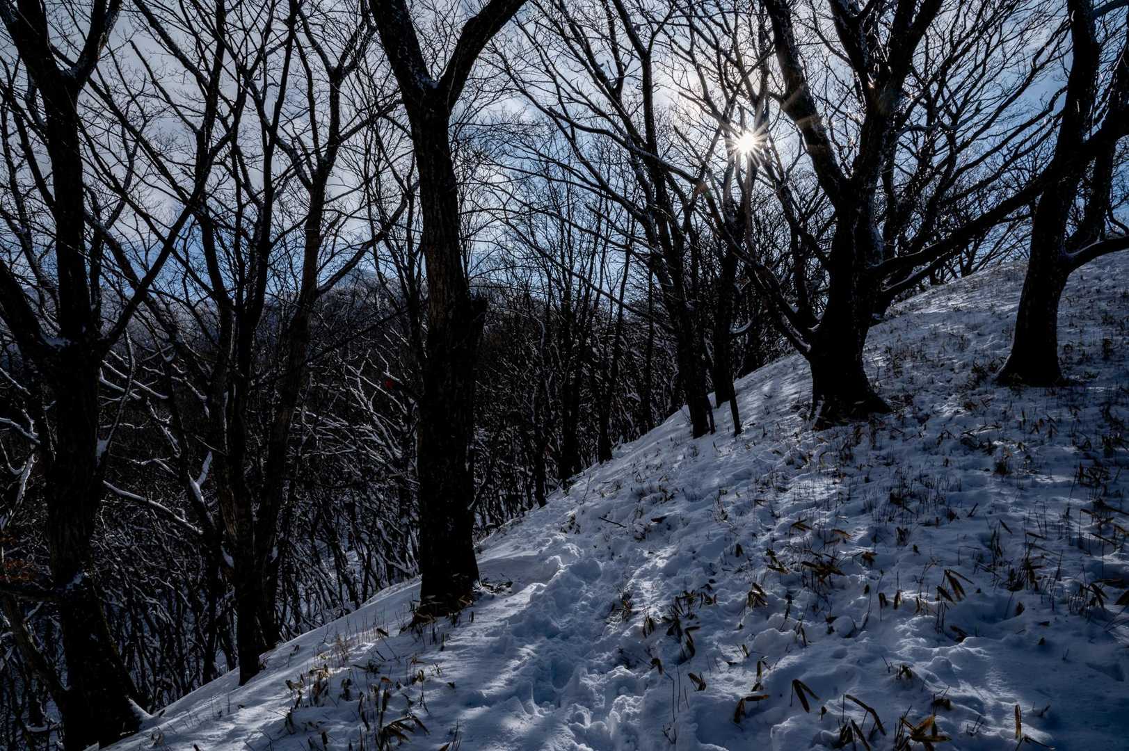 瀬の本登山口-岩井川岳 往復コースの写真