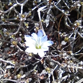 春リンドウが咲いていました。