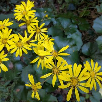 ツワブキの季節になりました☀

ちなみに花言葉は「困難に負けない」「謙遜」「愛よ甦れ」😆とAIが…。