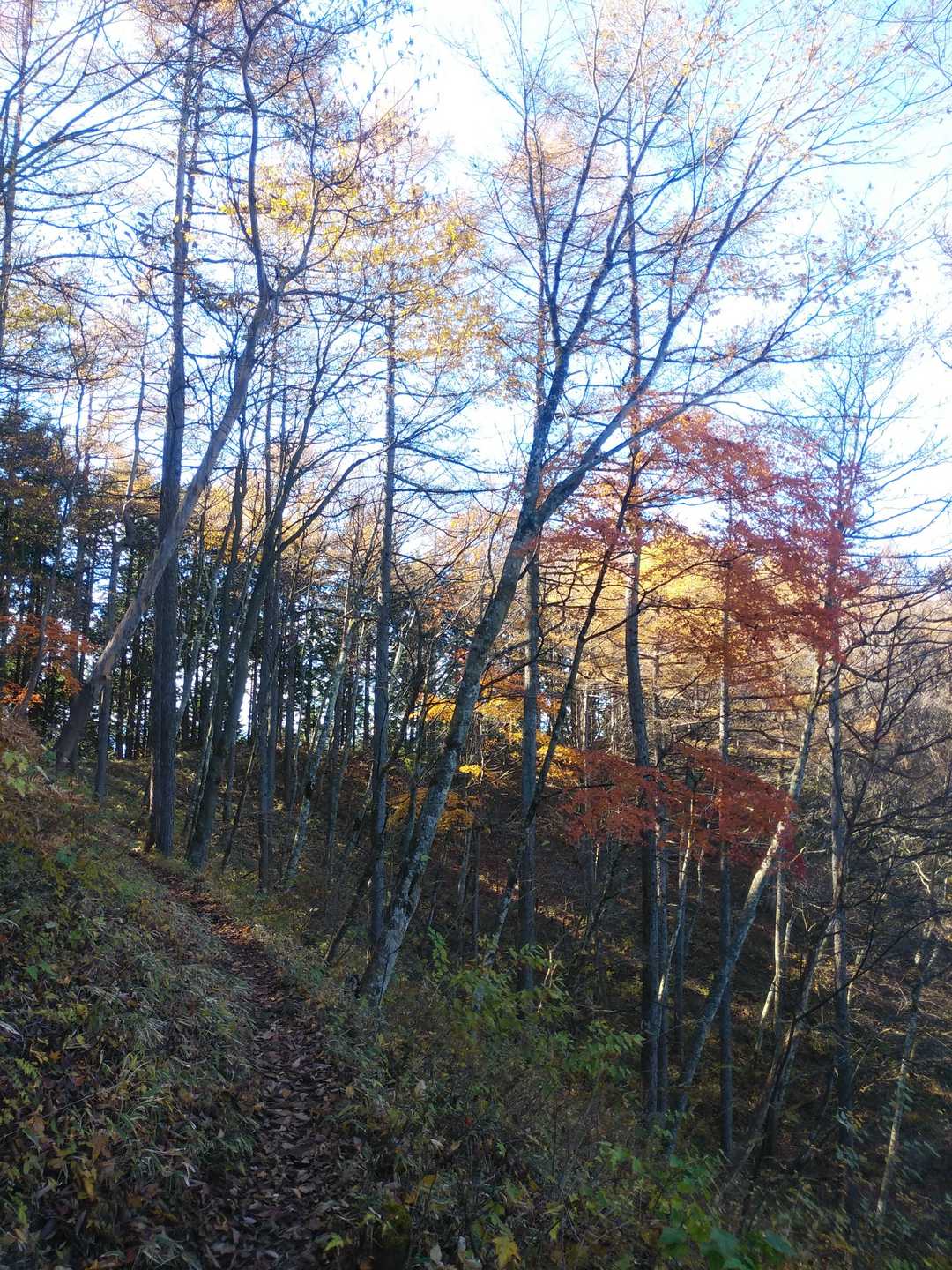 あっ紅葉！と足元がおろそかになってしまわないように気をつけます！（転びかけた）