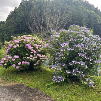 アジサイも見頃でした