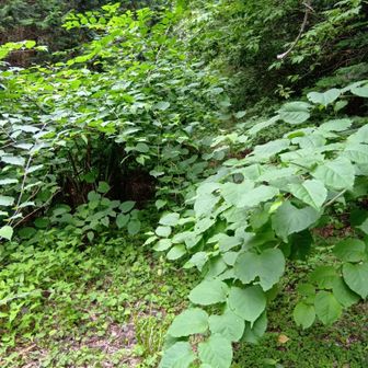 自然に帰りそうな林道