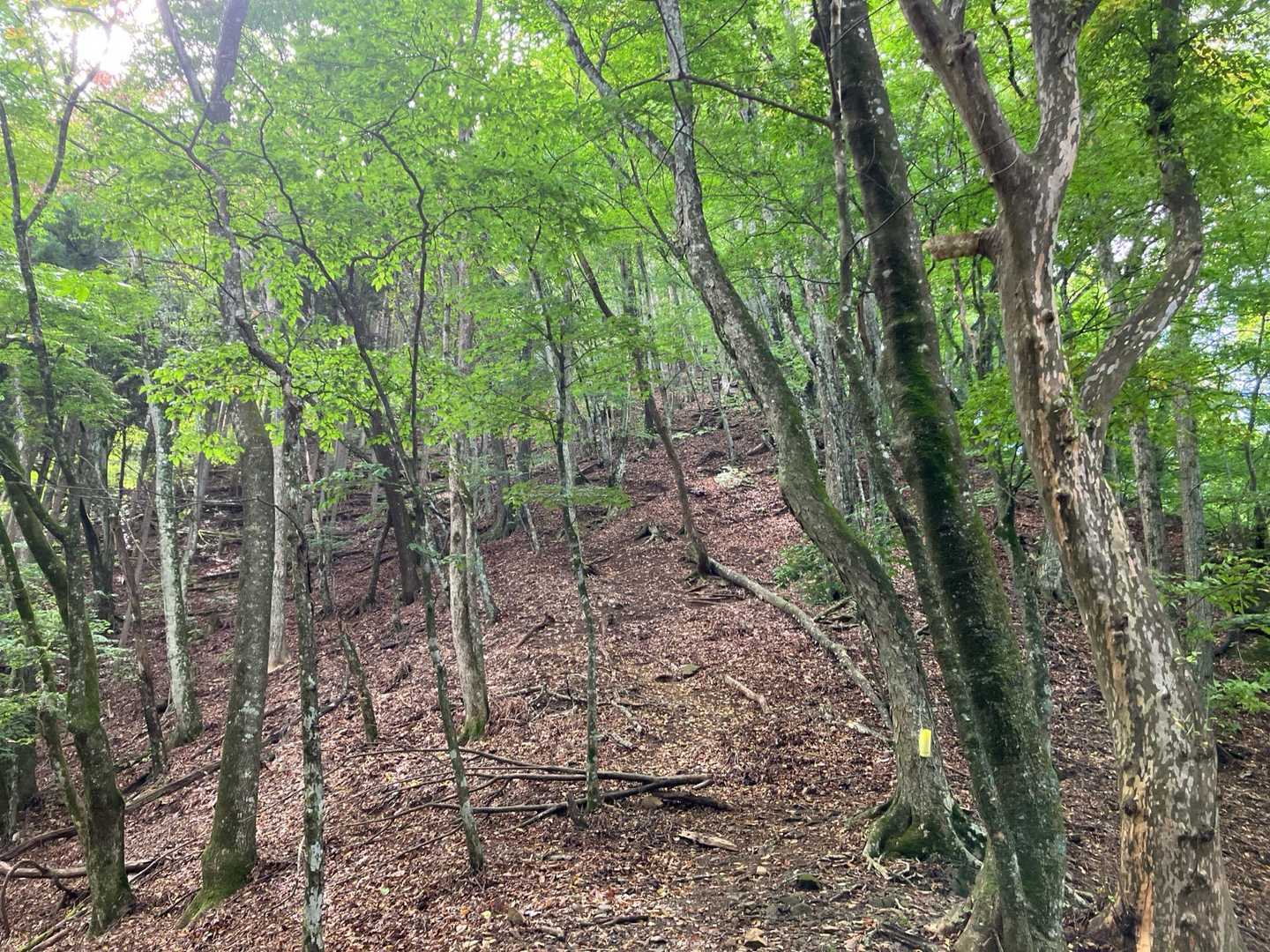 写真では斜度がわかりにくいが、めっちゃ急登です。しかも長い！