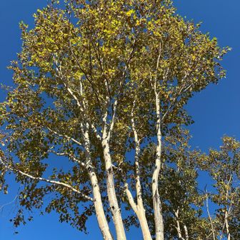青空に映えるダケカンバ