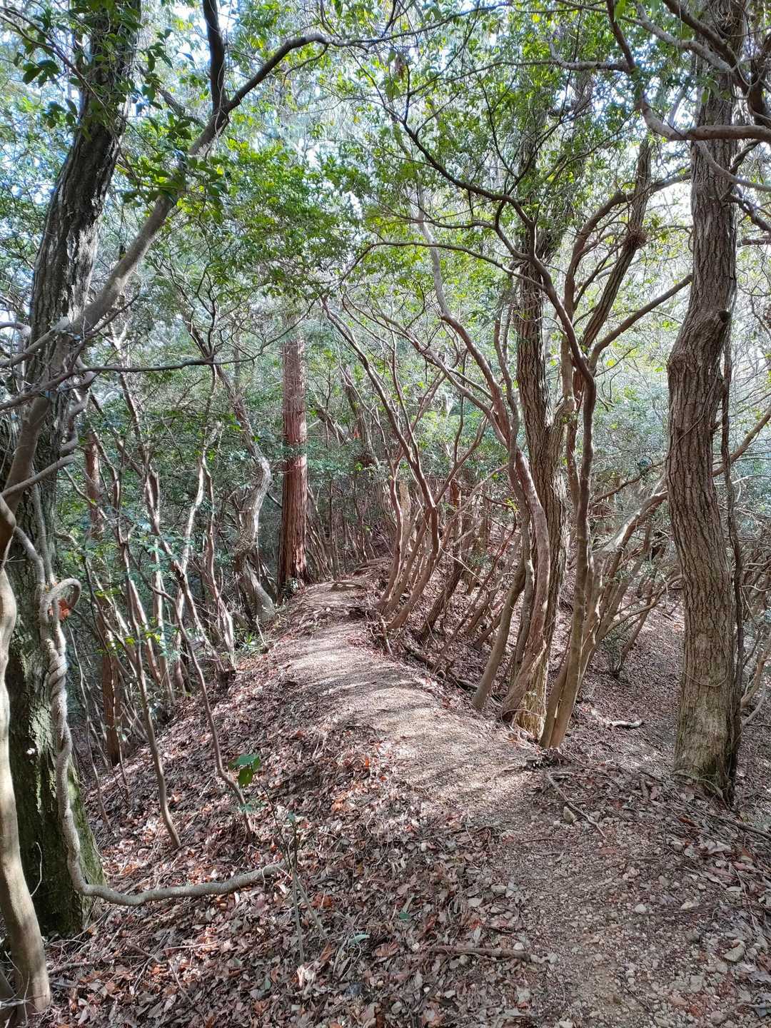 細尾根あり🫡