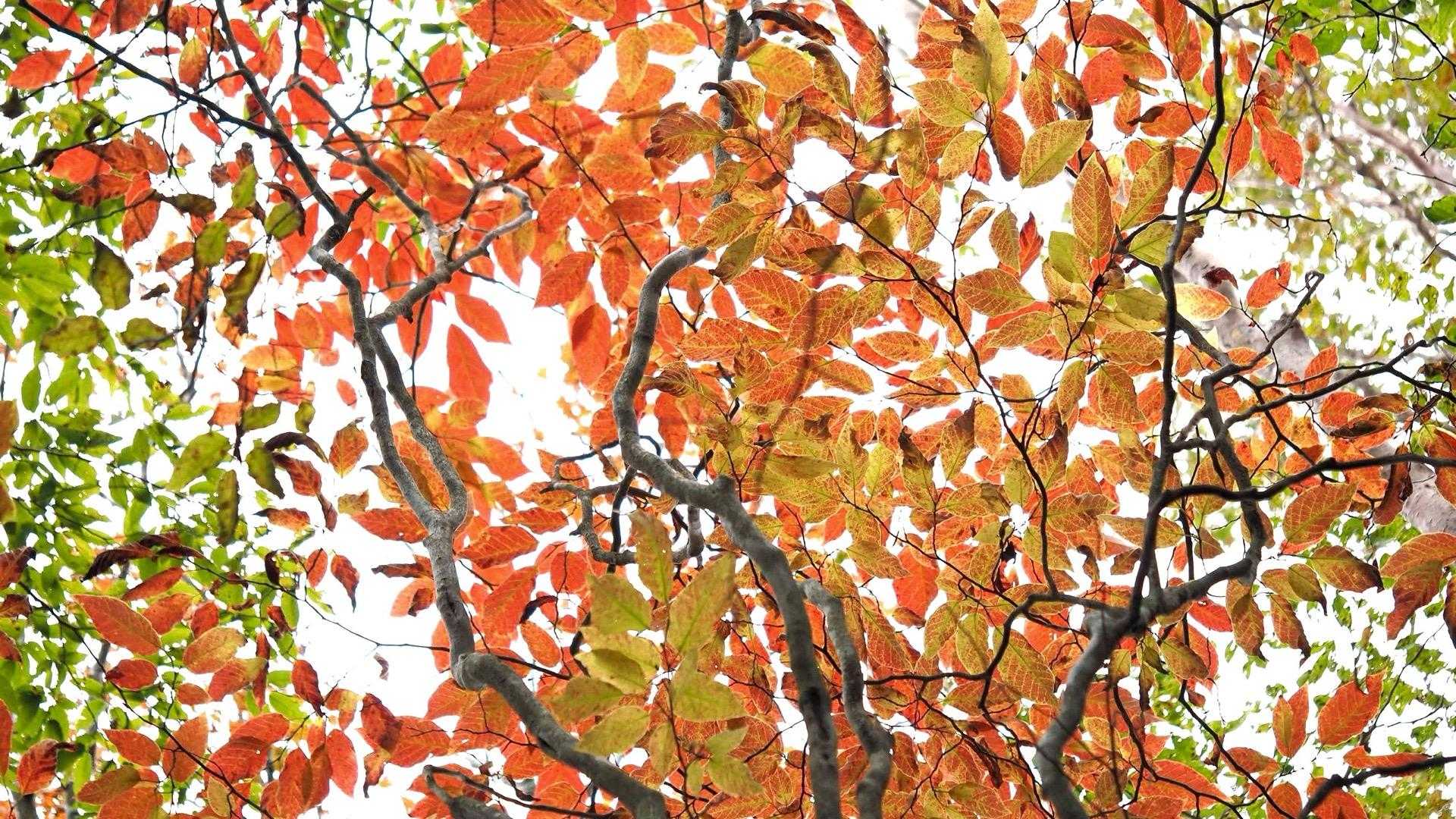 山頂付近はちょっぴり紅葉🍁
