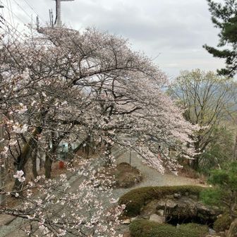山頂の参道はまだ8分咲き
