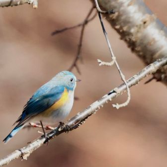 出た！ルリ！
即、逃げた！😭