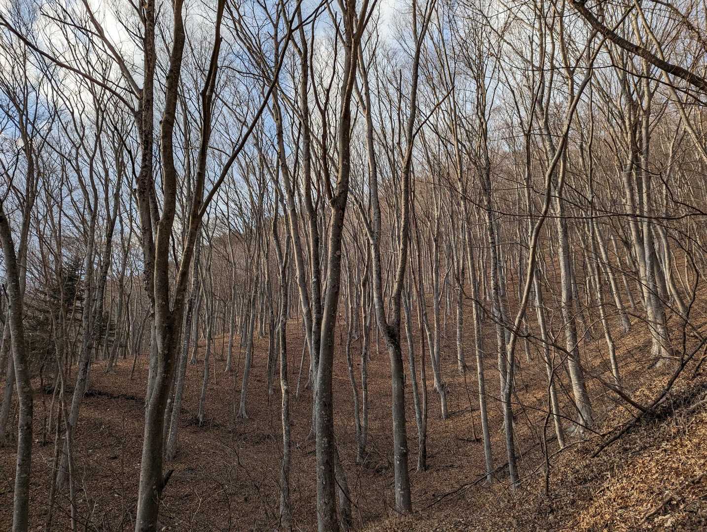 スラリと伸びたケヤキの木✨