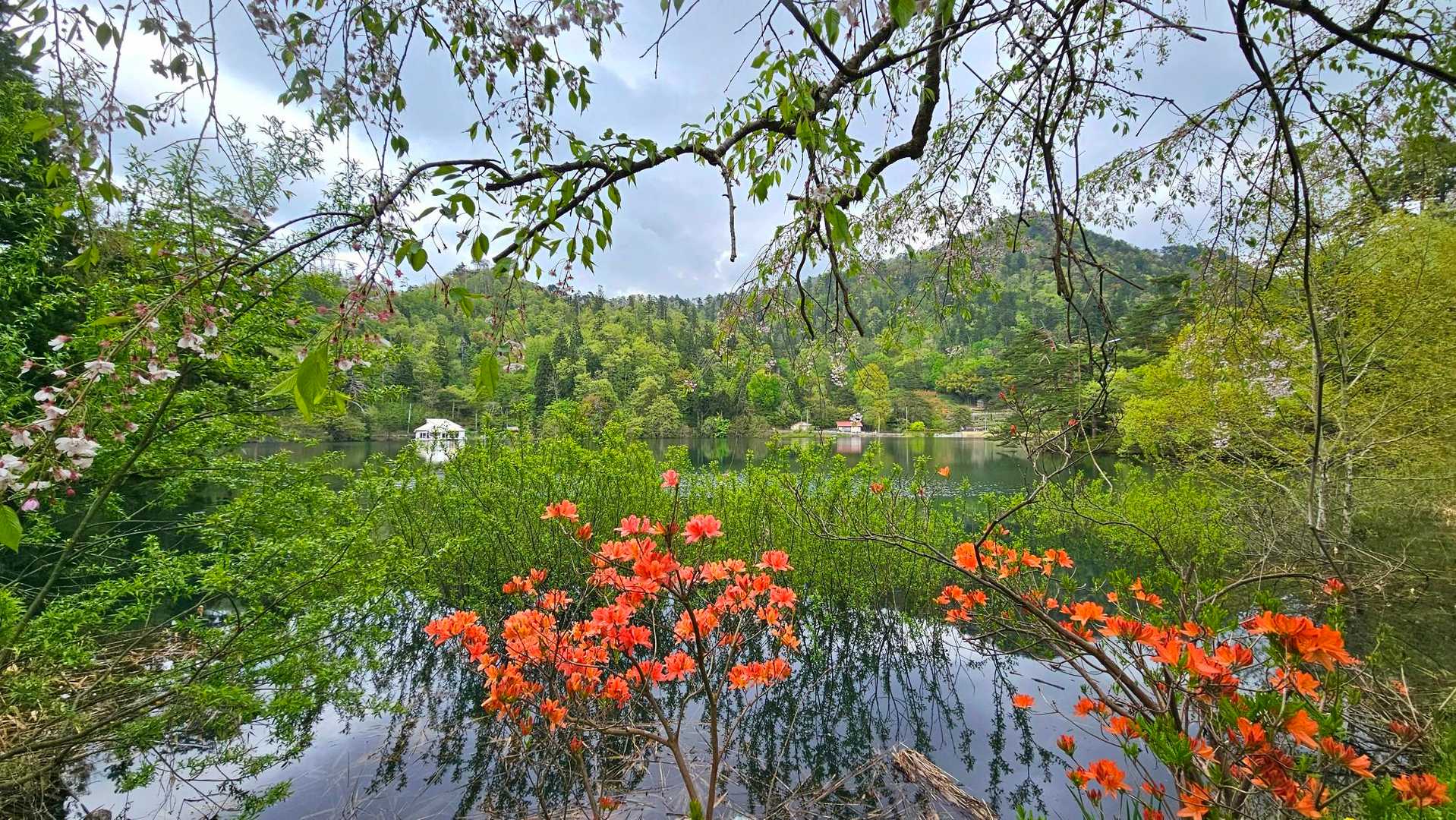 池🧡