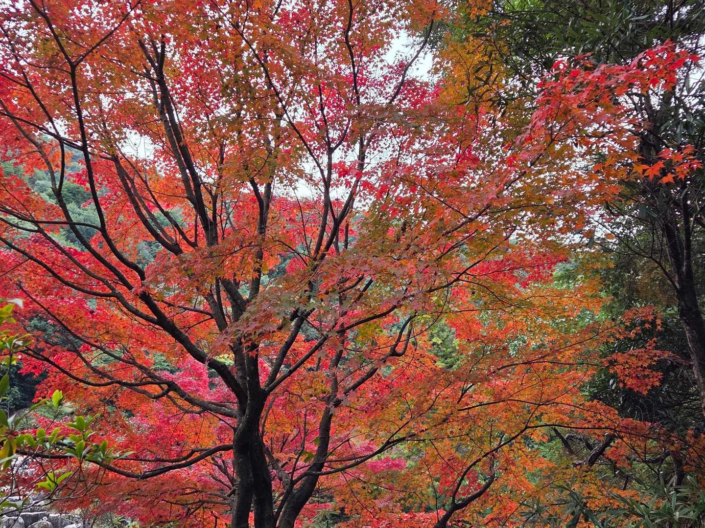 弥山-弥山登山道入口 往復コースの写真
